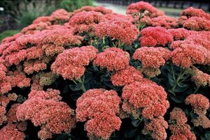 Sedum 'Herbstfreude' =  'Autumn Joy' geen maat specificatie 0,55L/P9cm - afbeelding 8