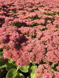 Sedum 'Herbstfreude' =  'Autumn Joy' geen maat specificatie 0,55L/P9cm - afbeelding 11