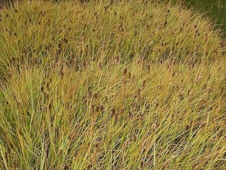 Sesleria heufleriana geen maat specificatie 0,55L/P9cm - afbeelding 1