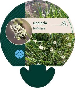 Sesleria heufleriana geen maat specificatie 0,55L/P9cm - afbeelding 2