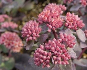 Sedum 'José Aubergine' geen maat specificatie 0,55L/P9cm - afbeelding 1