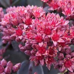 Sedum 'José Aubergine' geen maat specificatie 0,55L/P9cm - afbeelding 4