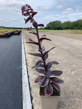 Sedum 'José Aubergine' geen maat specificatie 0,55L/P9cm - afbeelding 3