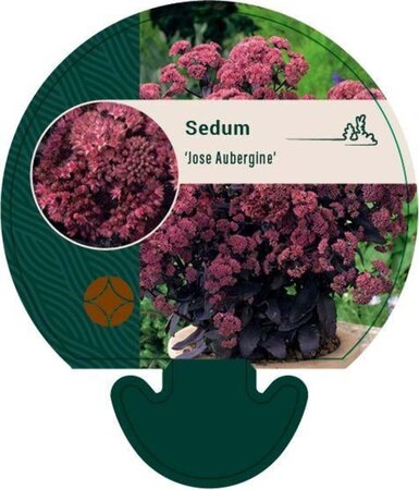 Sedum 'José Aubergine' geen maat specificatie 0,55L/P9cm - afbeelding 5