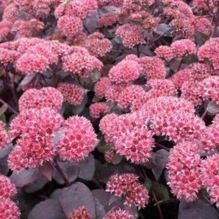 Sedum 'José Aubergine' geen maat specificatie 0,55L/P9cm - afbeelding 2