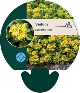 Sedum kamtschaticum geen maat specificatie 0,55L/P9cm