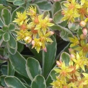 Sedum kamtsch. 'Variegatum' geen maat specificatie 0,55L/P9cm - afbeelding 1