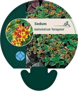 Sedum kamtsch. 'Variegatum' geen maat specificatie 0,55L/P9cm - afbeelding 2