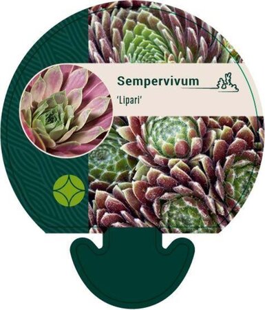 Sempervivum 'Lipari' geen maat specificatie 0,55L/P9cm