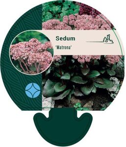 Sedum 'Matrona' geen maat specificatie 0,55L/P9cm - afbeelding 4