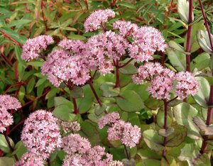 Sedum 'Matrona' geen maat specificatie 0,55L/P9cm - afbeelding 1