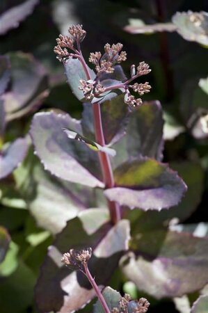 Sedum 'Matrona' geen maat specificatie 0,55L/P9cm - afbeelding 3