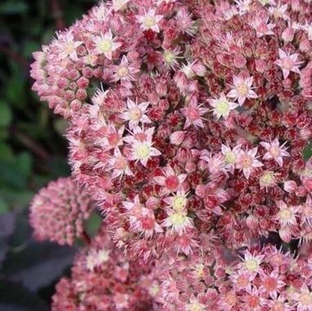 Sedum 'Matrona' geen maat specificatie 0,55L/P9cm - afbeelding 5