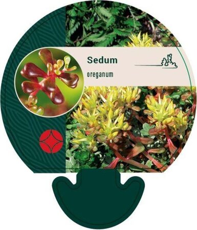 Sedum oreganum geen maat specificatie 0,55L/P9cm