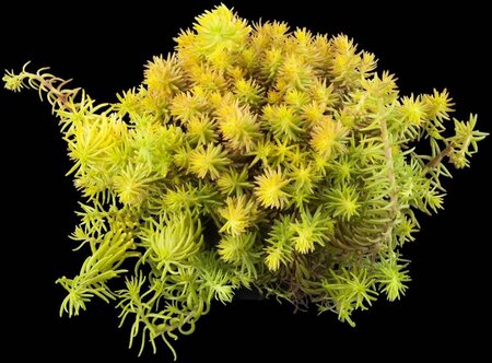 Sedum reflexum 'Angelina' geen maat specificatie 0,55L/P9cm - afbeelding 2