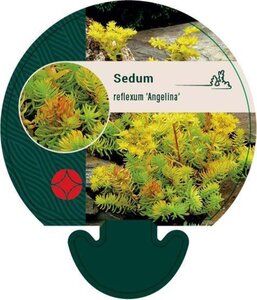 Sedum reflexum 'Angelina' geen maat specificatie 0,55L/P9cm - afbeelding 5