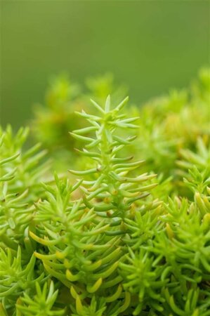 Sedum reflexum 'Angelina' geen maat specificatie 0,55L/P9cm - afbeelding 3