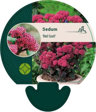 Sedum 'Red Cauli' geen maat specificatie 0,55L/P9cm - afbeelding 2