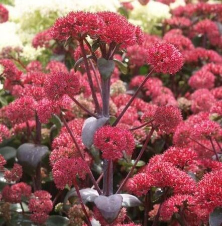 Sedum 'Red Cauli' geen maat specificatie 0,55L/P9cm - afbeelding 1