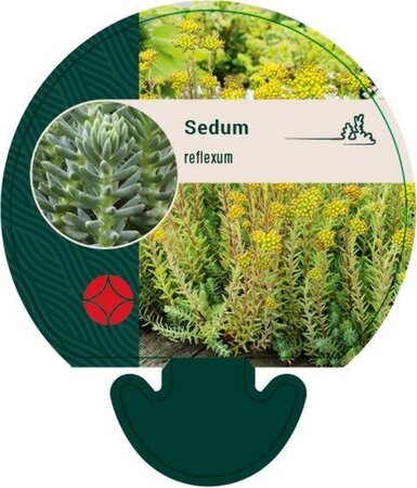 Sedum reflexum geen maat specificatie 0,55L/P9cm - afbeelding 4