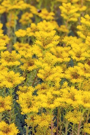 Sedum reflexum geen maat specificatie 0,55L/P9cm - afbeelding 3