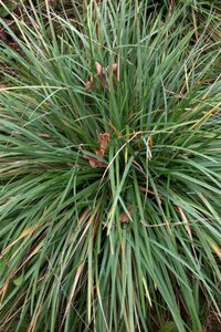 Sesleria sadleriana geen maat specificatie 0,55L/P9cm