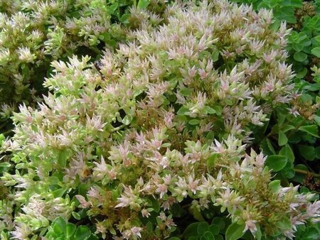 Sedum spurium 'Album' geen maat specificatie 0,55L/P9cm - afbeelding 2