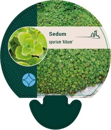 Sedum spurium 'Album' geen maat specificatie 0,55L/P9cm - afbeelding 1