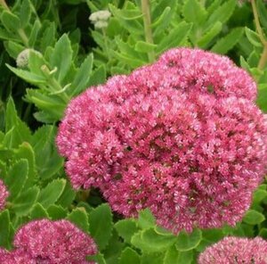 Sedum spectabile 'Brillant' geen maat specificatie 0,55L/P9cm - afbeelding 4