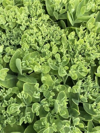 Sedum spectabile 'Brillant' geen maat specificatie 0,55L/P9cm - afbeelding 1