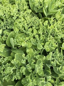 Sedum spectabile 'Brillant' geen maat specificatie 0,55L/P9cm - afbeelding 1