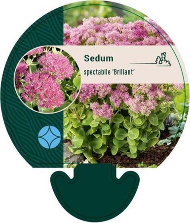 Sedum spectabile 'Brillant' geen maat specificatie 0,55L/P9cm - afbeelding 6