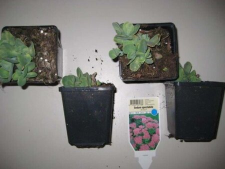 Sedum spectabile 'Brillant' geen maat specificatie 0,55L/P9cm - afbeelding 7