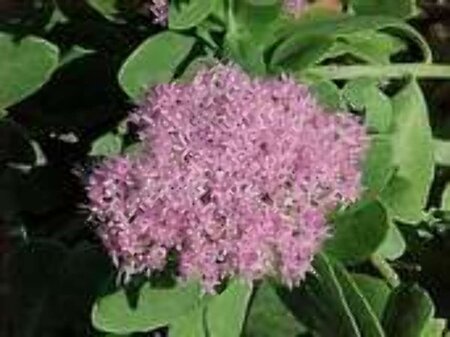 Sedum spectabile 'Brillant' geen maat specificatie 0,55L/P9cm - afbeelding 16