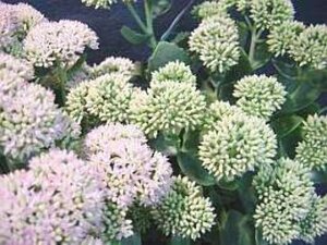 Sedum spectabile 'Brillant' geen maat specificatie 0,55L/P9cm - afbeelding 15