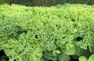 Sedum spectabile 'Brillant' geen maat specificatie 0,55L/P9cm - afbeelding 14