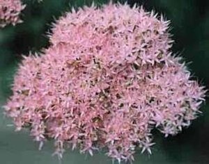 Sedum spectabile 'Brillant' geen maat specificatie 0,55L/P9cm - afbeelding 13