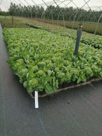 Sedum spectabile 'Brillant' geen maat specificatie 0,55L/P9cm - afbeelding 2