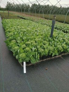 Sedum spectabile 'Brillant' geen maat specificatie 0,55L/P9cm - afbeelding 2