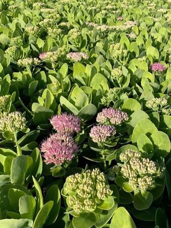 Sedum spectabile 'Brillant' geen maat specificatie 0,55L/P9cm - afbeelding 5