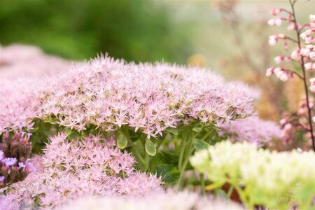 Sedum spectabile 'Brillant' geen maat specificatie 0,55L/P9cm - afbeelding 12