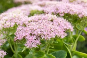 Sedum spectabile 'Brillant' geen maat specificatie 0,55L/P9cm - afbeelding 11