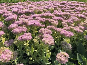 Sedum spectabile 'Brillant' geen maat specificatie 0,55L/P9cm - afbeelding 10