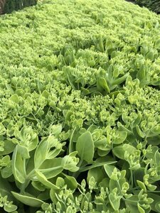 Sedum spectabile 'Brillant' geen maat specificatie 0,55L/P9cm - afbeelding 9