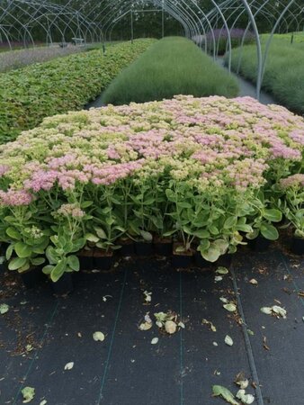 Sedum spectabile 'Brillant' geen maat specificatie 0,55L/P9cm - afbeelding 17