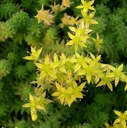 Sedum sexangulare geen maat specificatie 0,55L/P9cm - afbeelding 1