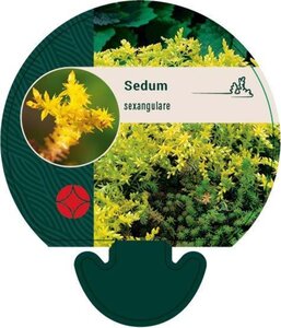 Sedum sexangulare geen maat specificatie 0,55L/P9cm - afbeelding 2