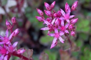 Sedum spurium 'Fuldaglut' geen maat specificatie 0,55L/P9cm - afbeelding 1