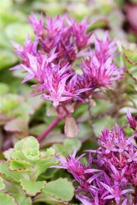 Sedum spurium 'Fuldaglut' geen maat specificatie 0,55L/P9cm - afbeelding 3