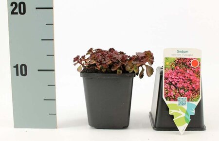 Sedum spurium 'Fuldaglut' geen maat specificatie 0,55L/P9cm - afbeelding 6